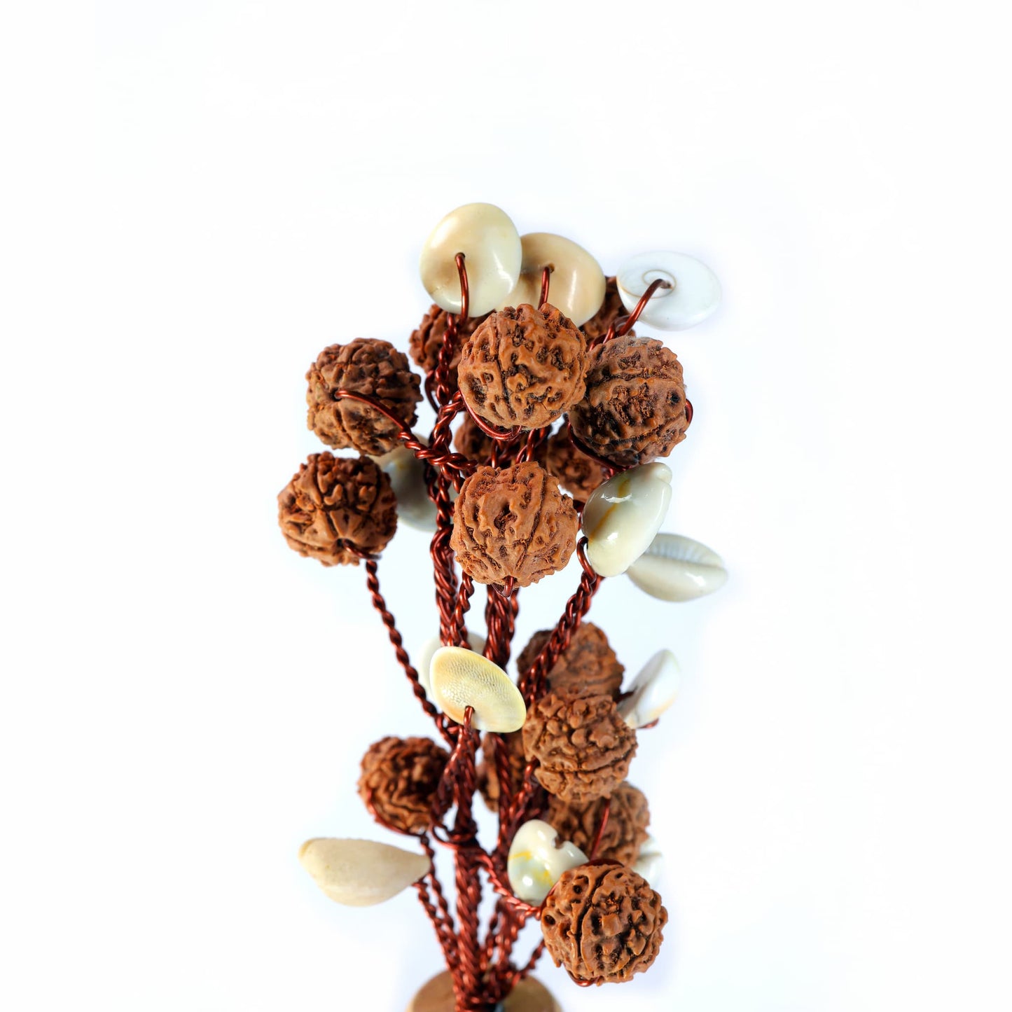 RUDRAKSHA TREE